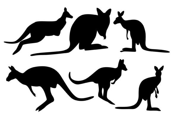 Download Kangaroo Vector Illustration - Kangaroo Collection